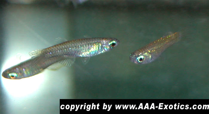 Aplocheilichthys normanni